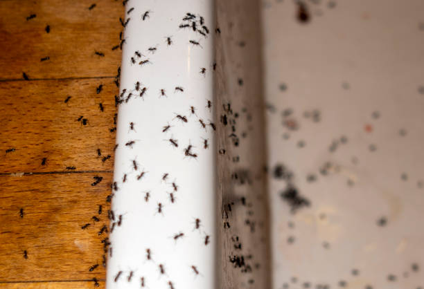 Best Residential Pest Control  in Norwich, NY